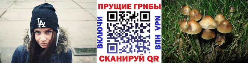 Псилоцибиновые грибы Psilocybe  Камызяк 